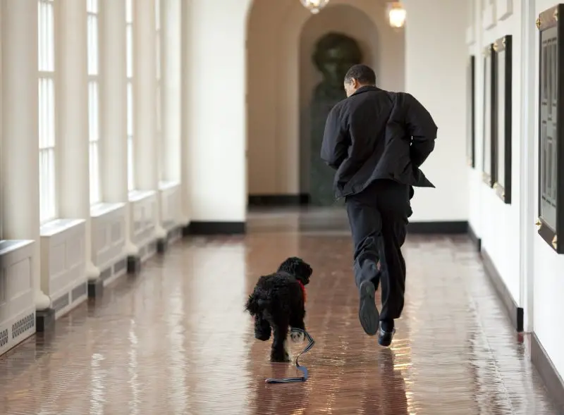 President Obama gets a little exercise with Bo in the White House