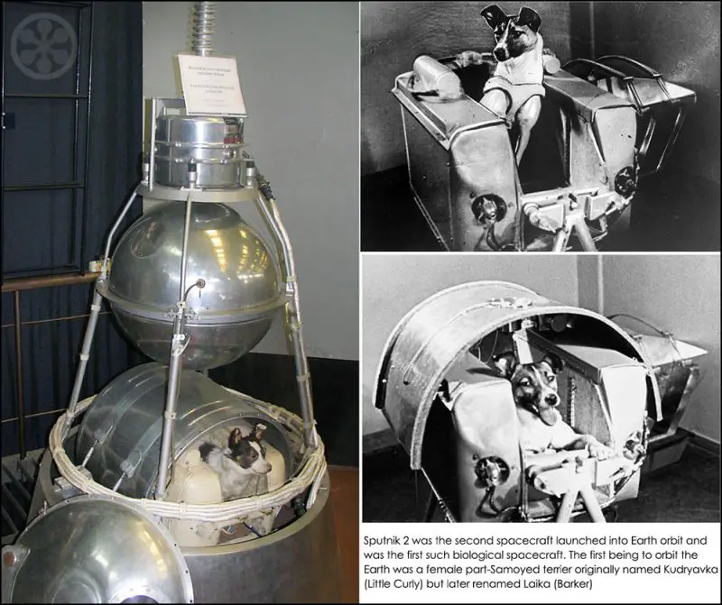 dog in sputnik