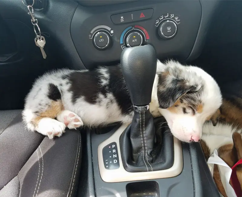 australian shepard puppy