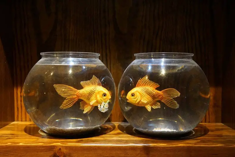 banksy goldfish bowls