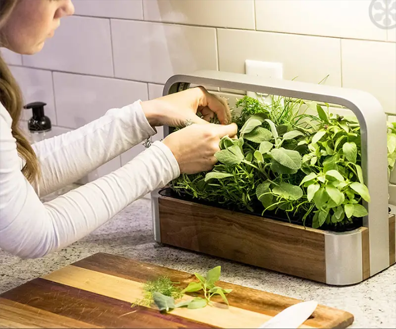 growing herbs indoors