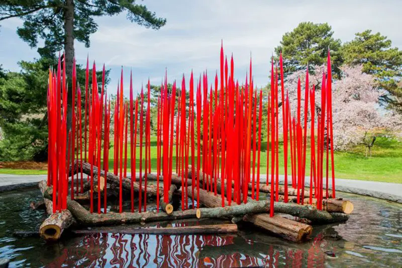 Red Reeds on Logs in the Reflecting Pool dale chihuly