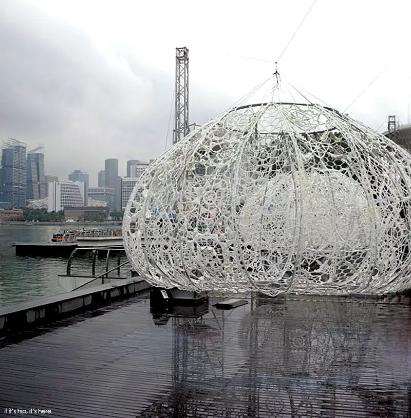 Choi+Shine Architects Giant Lace Urchins