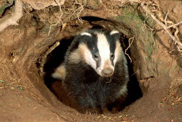 badger in her den