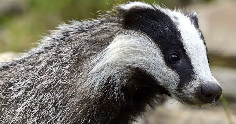 badger