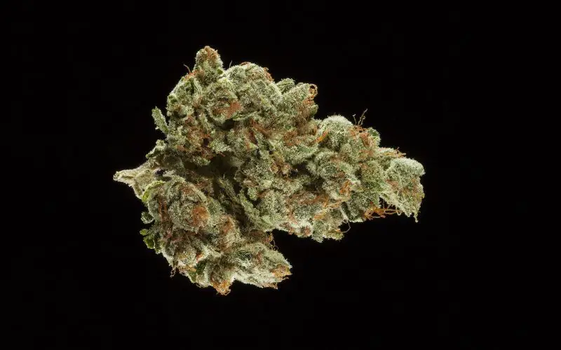 sativa cannabis cup winners