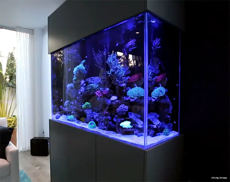 tropical fish tank