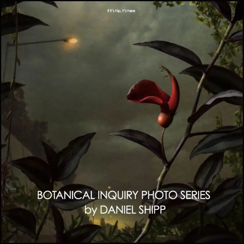 Daniel Shipp Botanical Inquiry