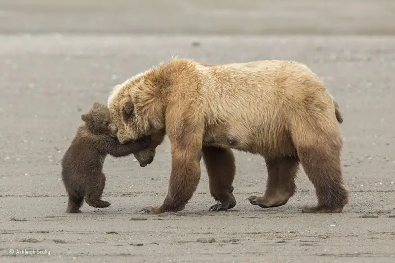 Ashleigh Scully of the United States, in the 11- to 14-year-old group, 'Bear hug,' Alaska’s Lake Clark National Park.
