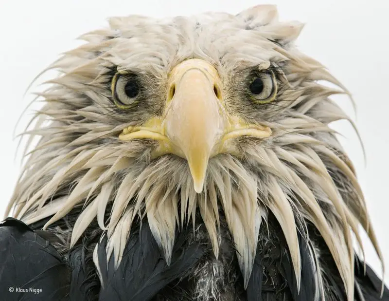'Bold eagle,' on Amaknak Island in Alaska, by Klaus Nigge of Germany