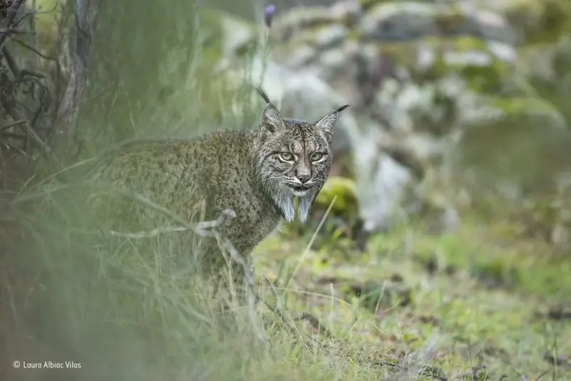 Laura Albiac Vilas Lynx photo