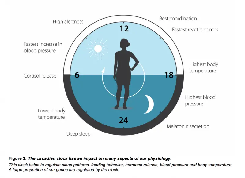 circadian clock