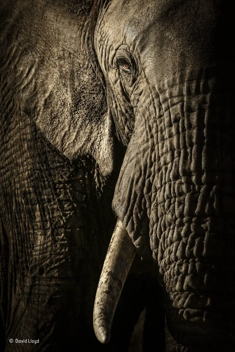 David Lloyd elephant photo