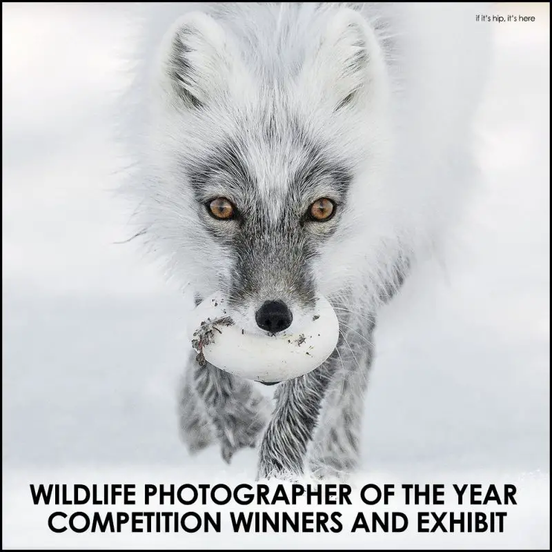 Wildlife photographer of the year competition winners