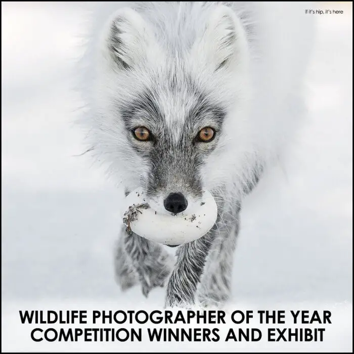 Read more about the article London’s Wildlife Photographer of the Year Competition Winners and Exhibit