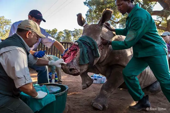 Saving the Survivors</a> start the long process of healing the face of a rhino whose horn was hacked off by poachers. Saving Hope © Brent Stirton.