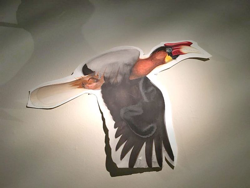 David Tomb, Rufuos Hornbill