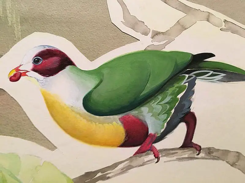 David Tomb, Yellow-breasted Fruit Doves (detail)