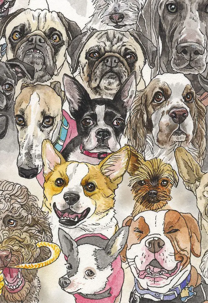 dog illustrations