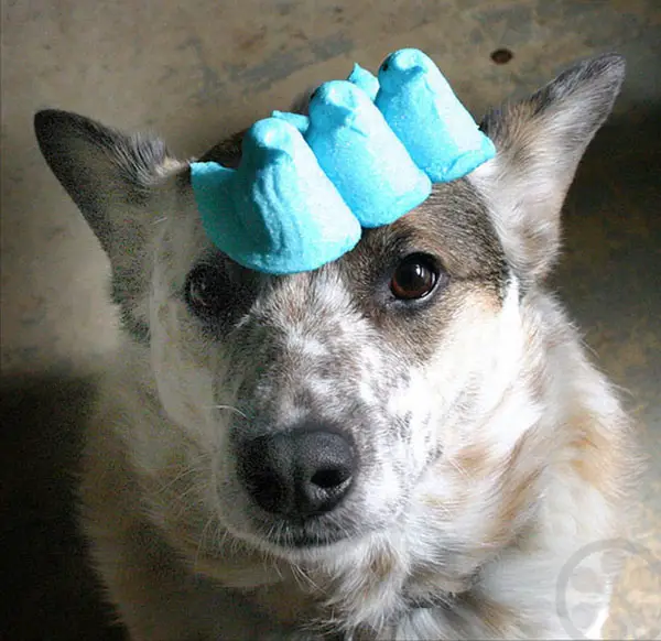 dog with peeps on his head