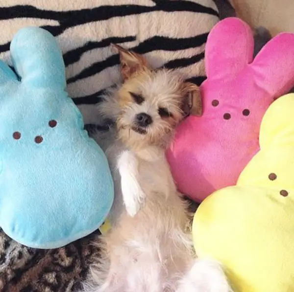 dogs and peeps