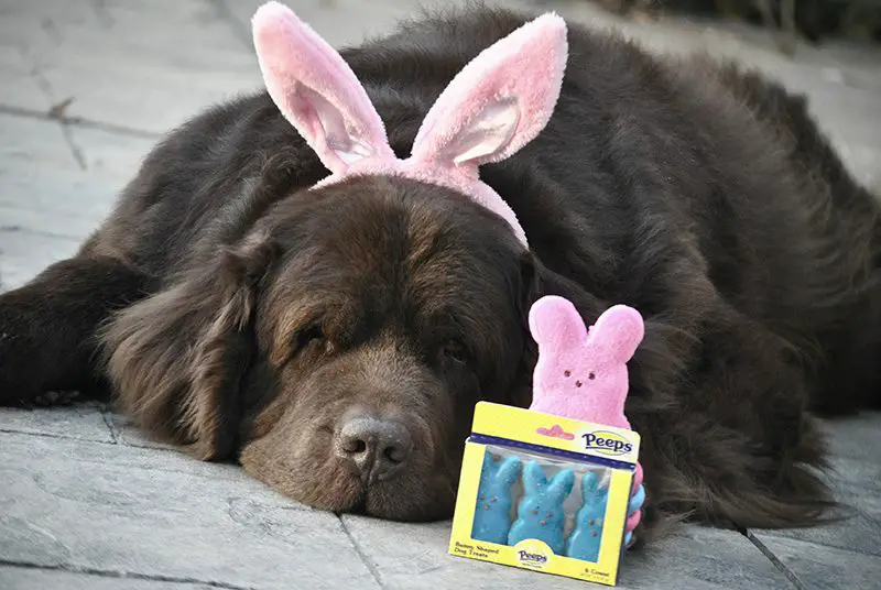 easter pups and peeps