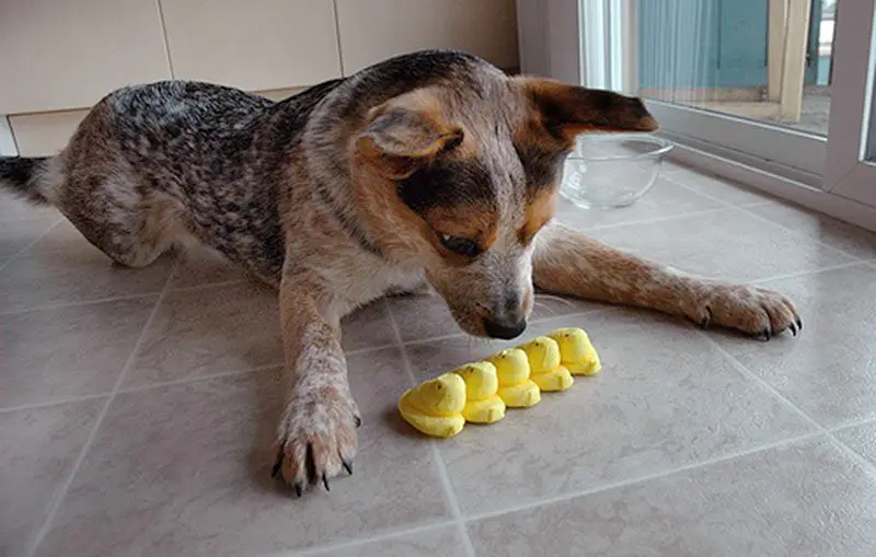 dog with peeps