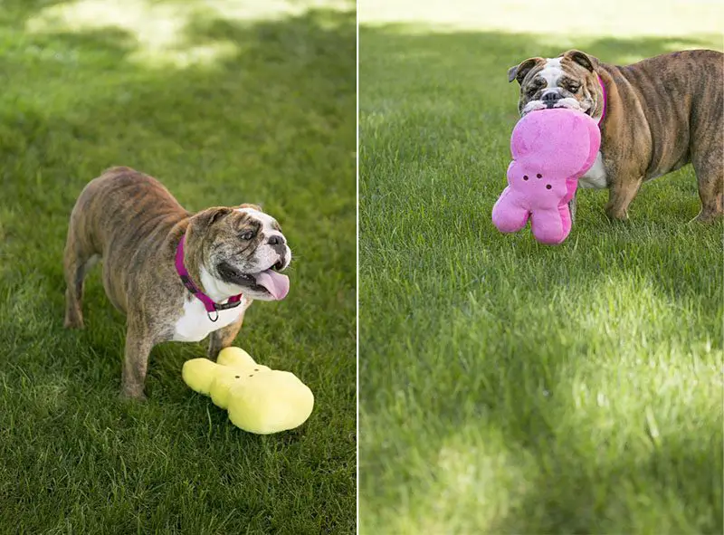 easter bulldogs