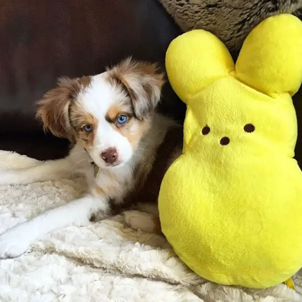 australian shepard puppy with peep