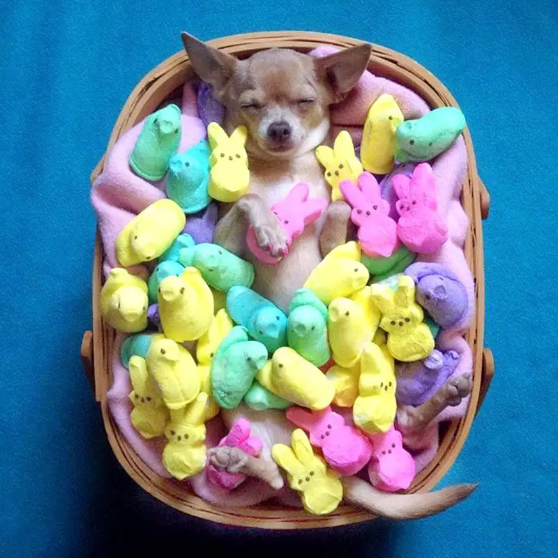 dog in a basket of peeps