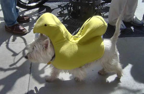 dog in peep suit