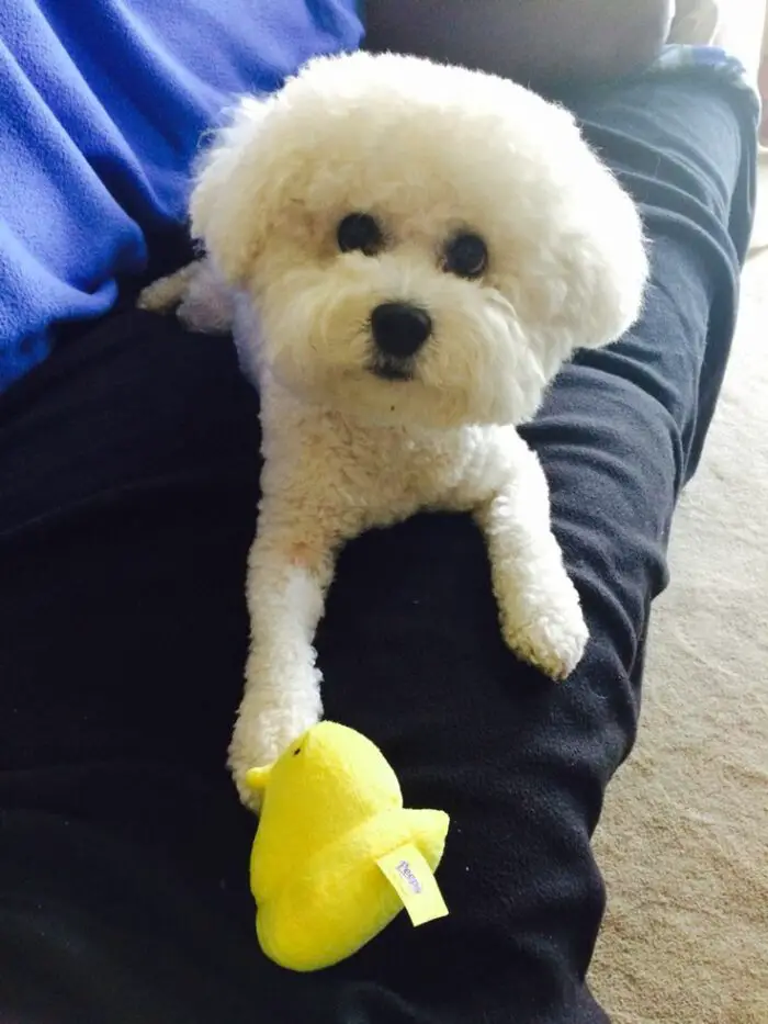 maltese with easter peep