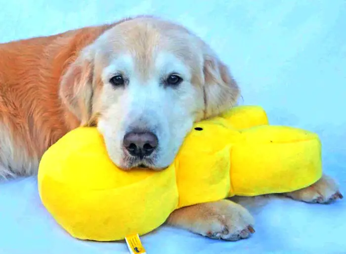 golden with plush peep