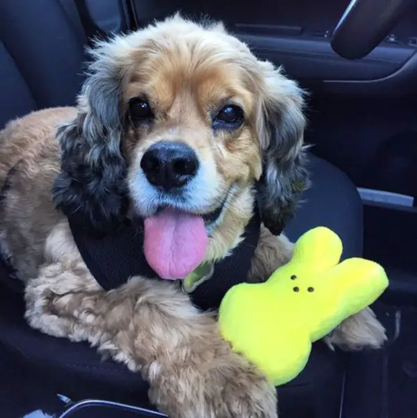 easter pups and peeps