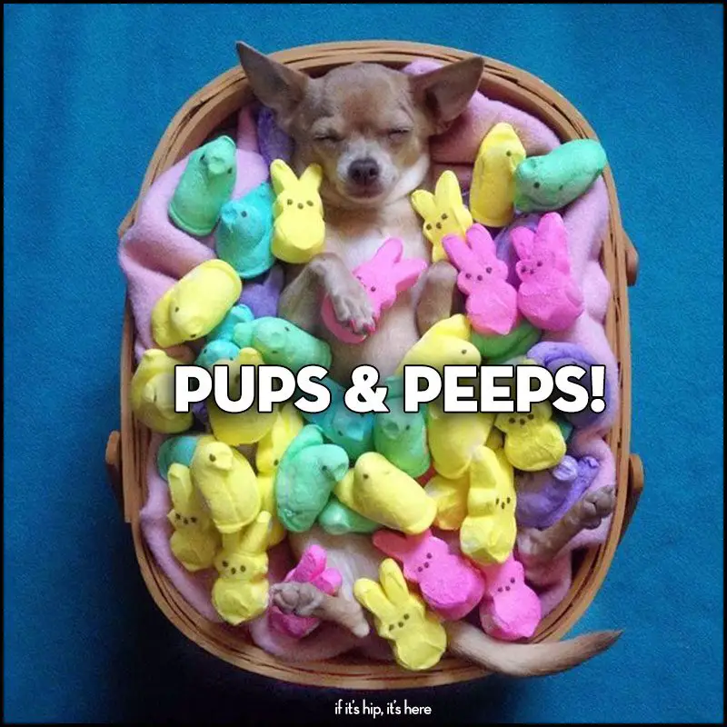 easter Treats: Pups and Peeps