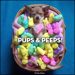 An Easter Treat: Pups and Peeps
