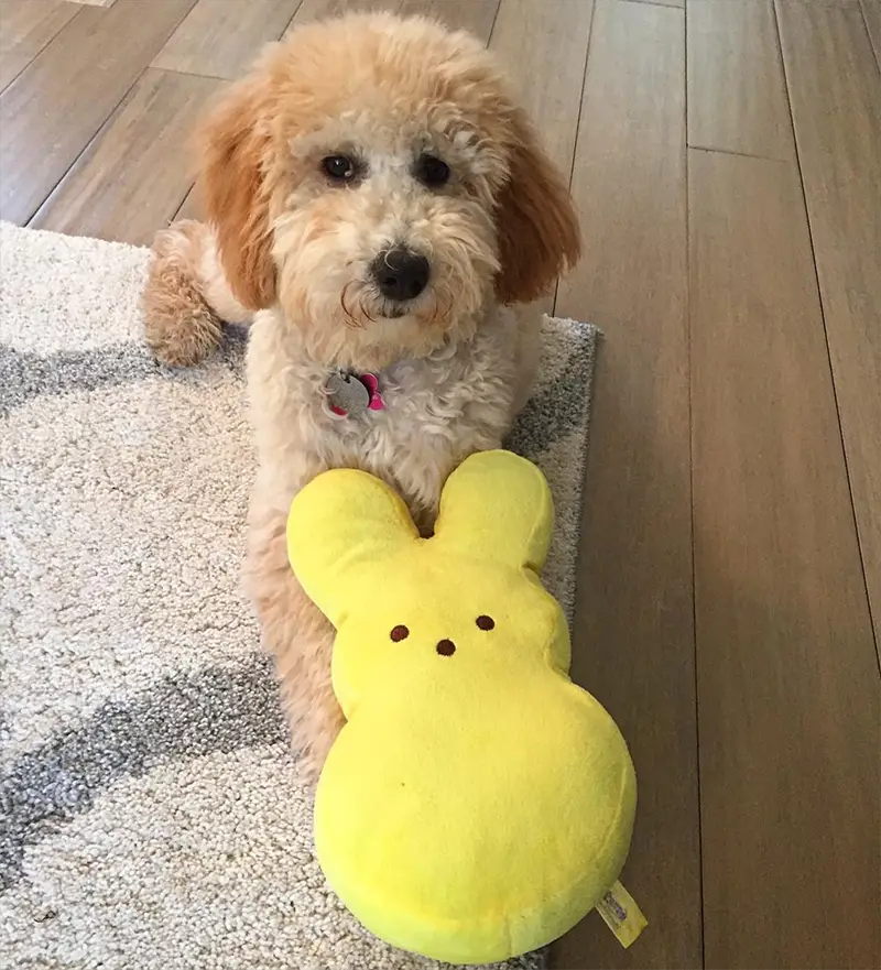 easter pups and peeps