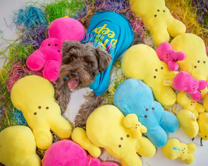 easter pups and peeps