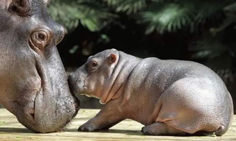 Pygmy Hippo and calf