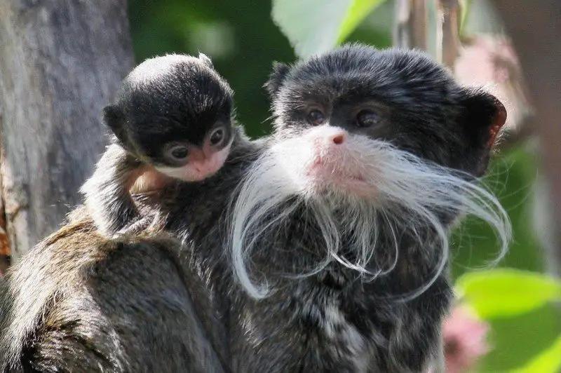 A new Emperor Tamarin with his Mama