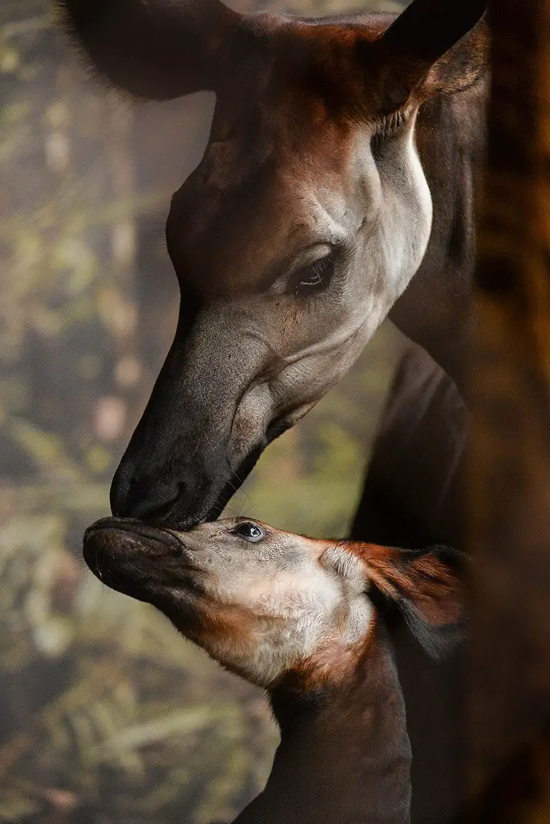 Okapi calf and mother