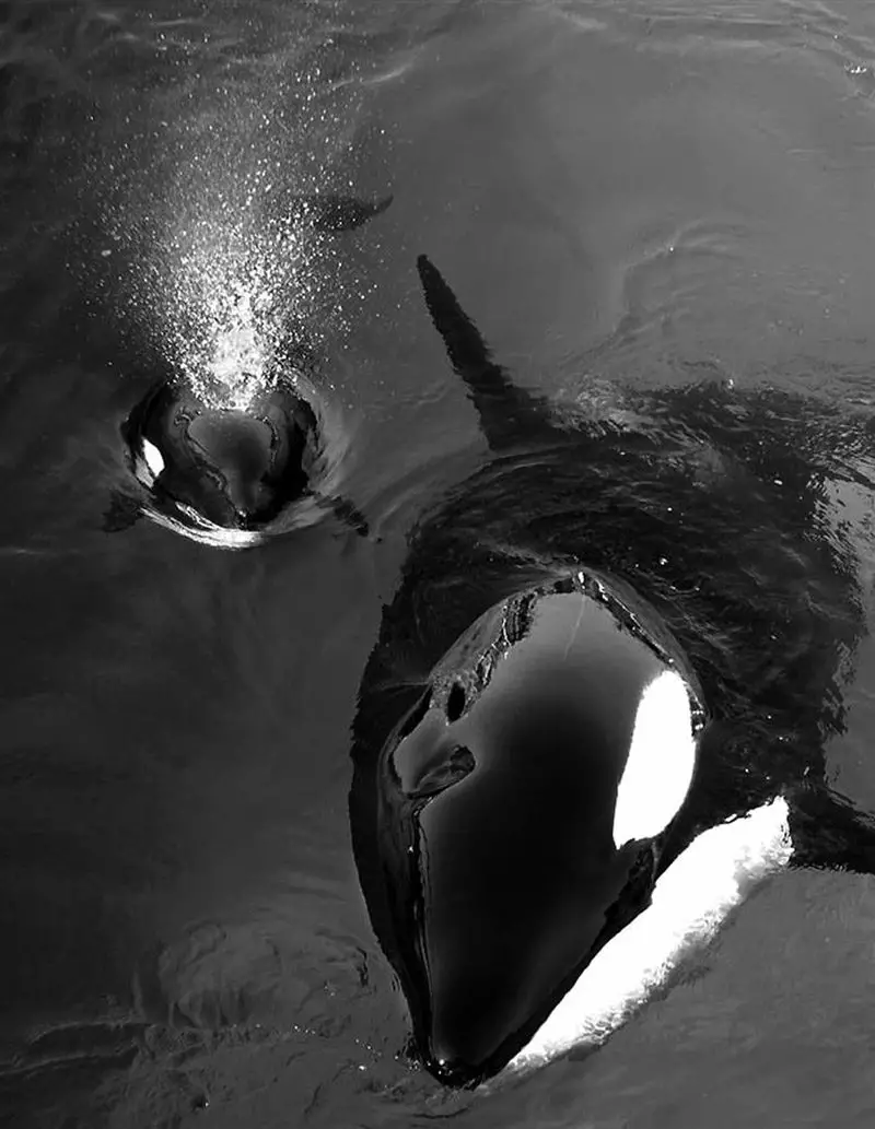 Orca and Calf