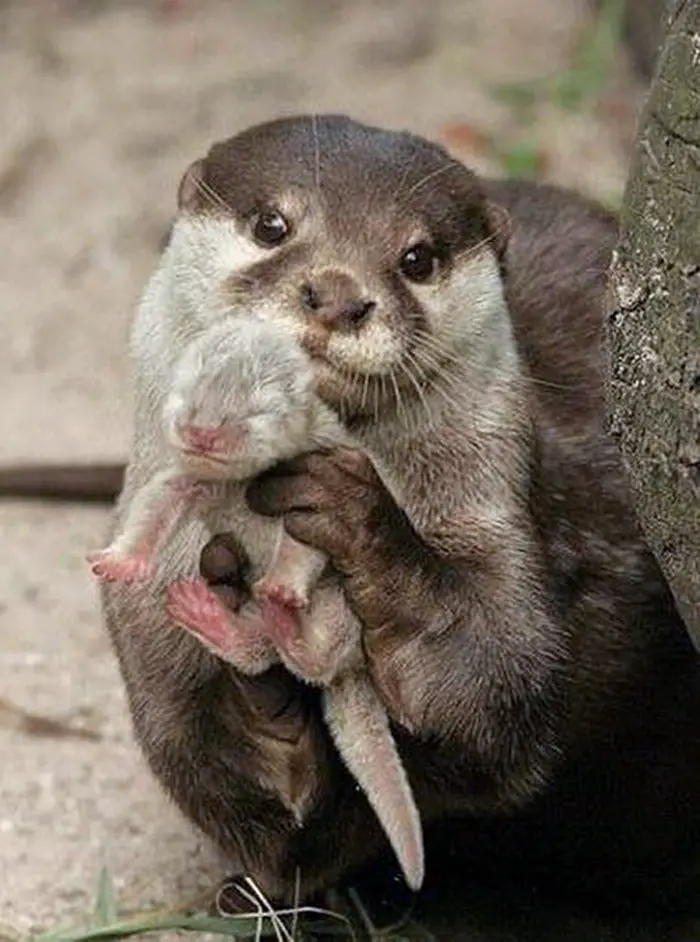 Wildlife Moms and Babies otter and pup