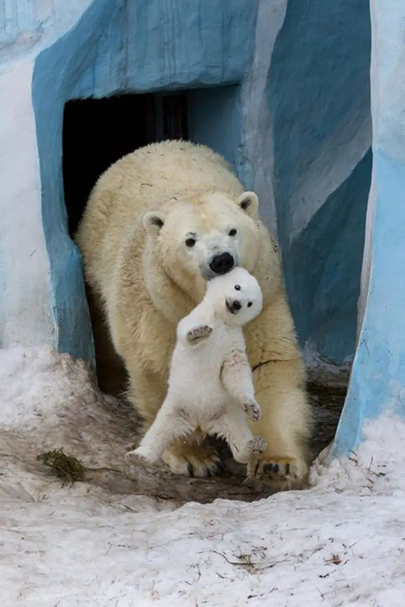 Wildlife Moms and Babies