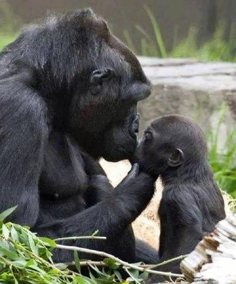 Wildlife Moms and Babies