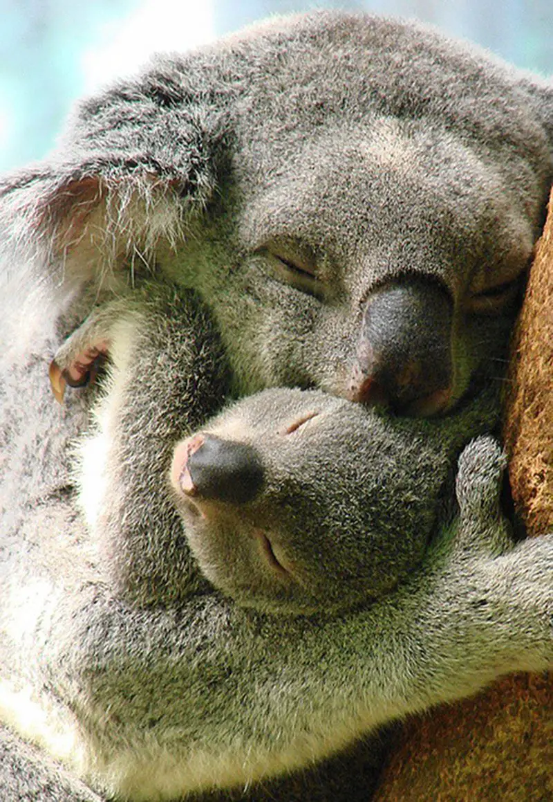 Koala and Baby Koala