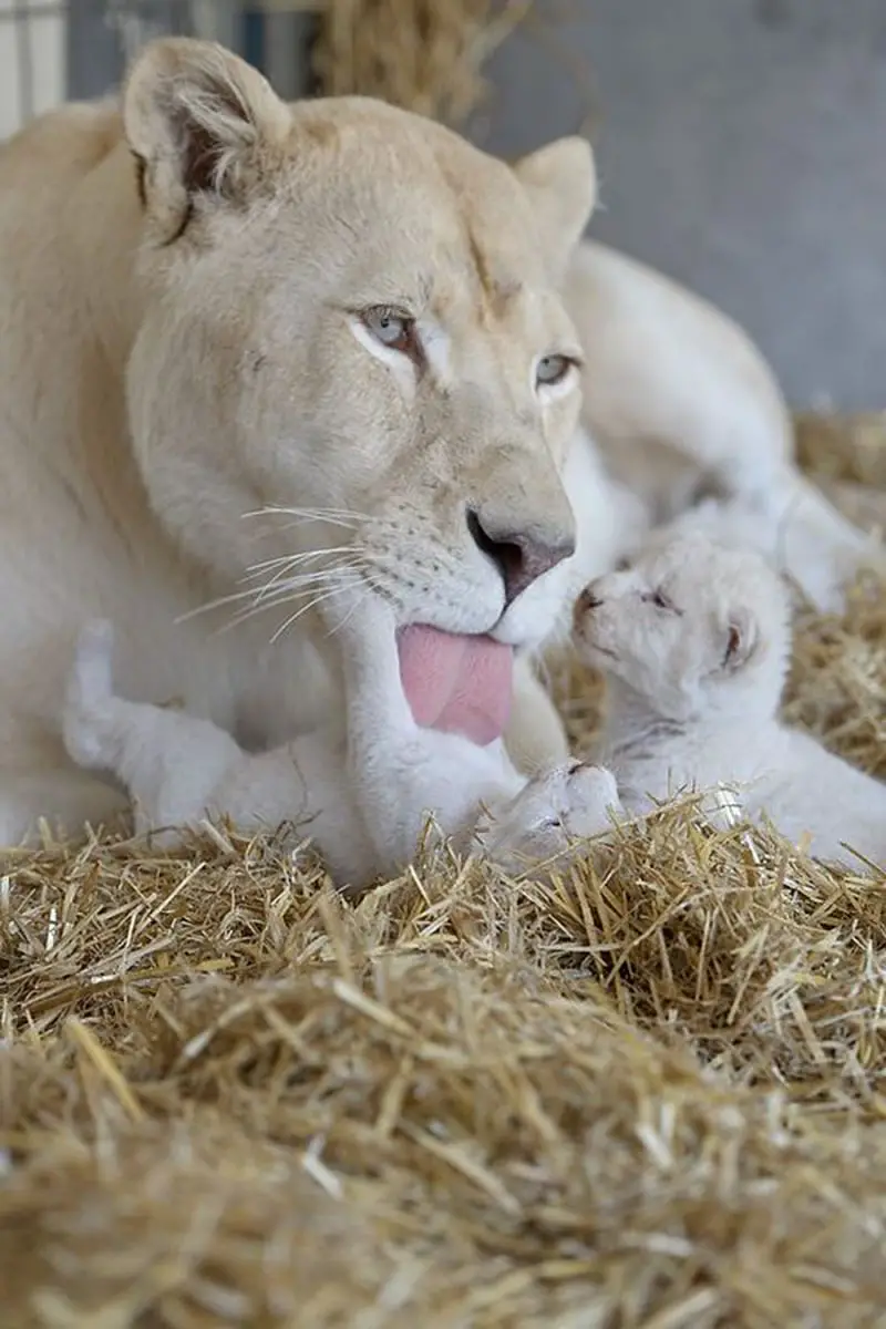 Wildlife Moms and Babies