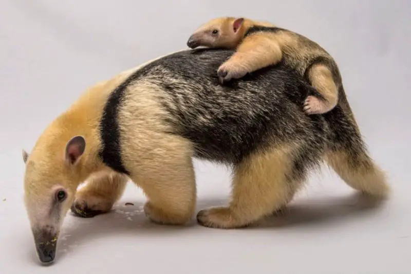 Mama and Baby Anteater