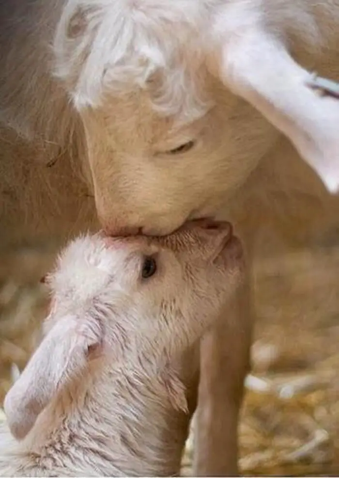 Mama and Baby Lamb