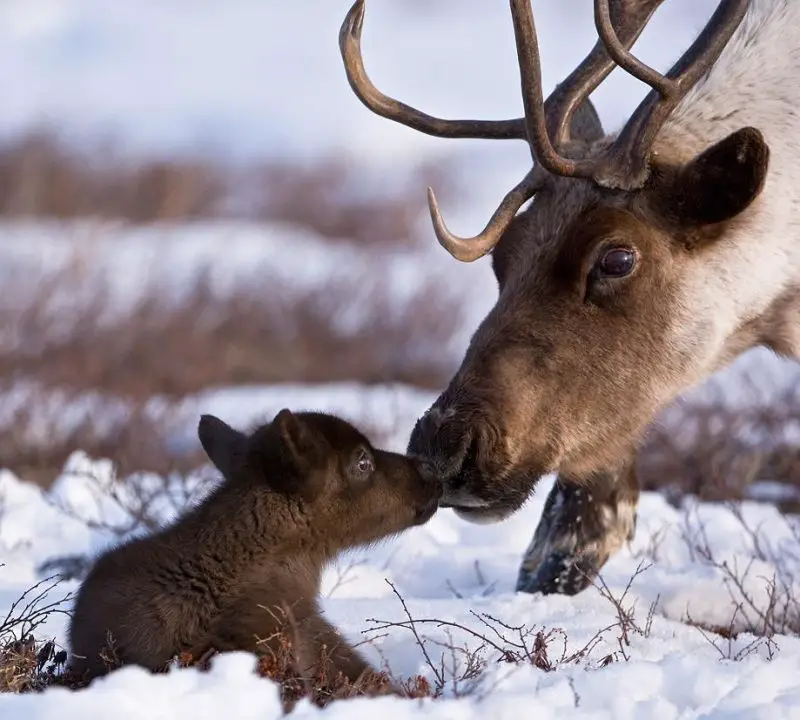 Wildlife Moms and Babies